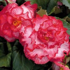 Begonia 'Majestic Mixed' -Garden Plants BEGO T67458 F