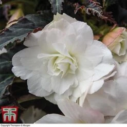 Begonia 'Nonstop Joy Mocca White' -Garden Plants BEGO TKA0102 A