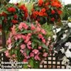 Begonia 'Nonstop Joy Mix' -Garden Plants BEGONIA NONSTOPJOYMIX KC8252 A