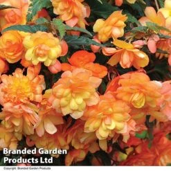 Summer Plant & Seed Collection -Garden Plants BEGO APRISHADE T110081