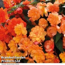 Summer Plant Collection -Garden Plants BEGO APRISHADE T16296