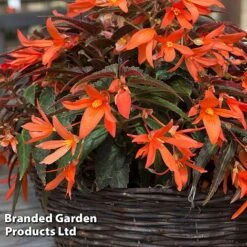 Begonia 'Bossa Nova Night Fever Papaya' -Garden Plants BEGO NIGHTFEVE S39360