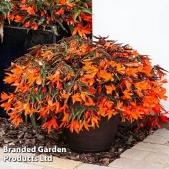 Begonia 'Bossa Nova Night Fever Papaya' -Garden Plants BEGO NIGHTFEVE S39363