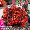 Begonia 'Bossa Nova Night Fever Papaya' -Garden Plants BEGO NIGHTFEVE S39364