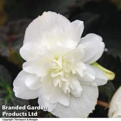 Begonia 'Nonstop Joy Mix' -Garden Plants BEGO NONSTMOCW T04244a