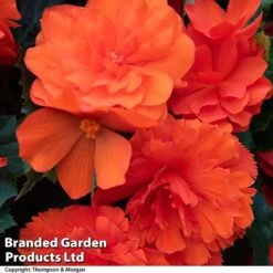 Begonia 'Nonstop Joy Mix' -Garden Plants BEGO NONSTORAN T33810a