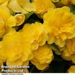 Begonia 'Nonstop Joy Mix' -Garden Plants BEGO NONSTYELL T33813a
