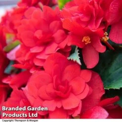 Begonia 'Nonstop Joy Mix' -Garden Plants BEGO ROSEPICOT T33812a