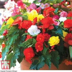 Begonia 'Nonstop Mixed' - Tubers -Garden Plants BEGo T47418 D2