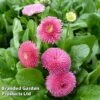 Bellis Perennis 'Rose' -Garden Plants BELL 63900 A