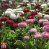 Bellis 'Bellisima Mixed' -Garden Plants BELL T62651 A