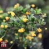 Berberis Buxifolia 'Nana' -Garden Plants BERB T58097 A