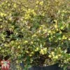Berberis X Media 'Red Jewel' -Garden Plants BERB T66060 A