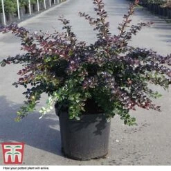 Berberis X Media 'Red Jewel' -Garden Plants BERB T66060 D
