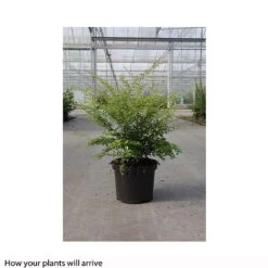 Berberis Thunbergii 'Golden Dream' -Garden Plants BERB T66069 B h