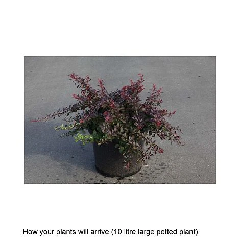 Berberis Thunbergii 'Cabernet' 4 Berberis Thunbergii 'Cabernet' - Image 2