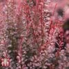 Berberis Thunbergii F. Atropurpurea 'Rosy Rocket' -Garden Plants BERB T68274 A