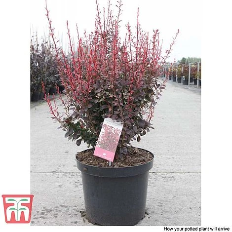 Berberis Thunbergii F. Atropurpurea 'Rosy Rocket' 4 Berberis Thunbergii F. Atropurpurea 'Rosy Rocket' - Image 2