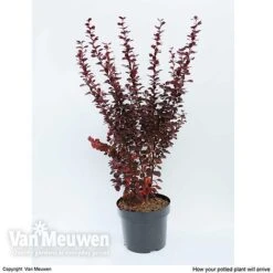 Berberis Thunbergii F. Atropurpurea 'Orange Rocket' -Garden Plants BERB V59349 C