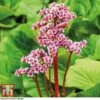 Bergenia Cordifolia