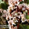 Bergenia Cordifolia 'Bressingham White' -Garden Plants BERG BRESSWHIT L44926