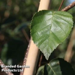 Betula Utilis 'Jacquemontii' -Garden Plants BETU JACQUEMON S45258