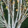 Betula Utilis 'Jacquemontii' -Garden Plants BETU JACQUEMON W48203