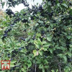 Blackthorn (Hedging) -Garden Plants BLAC T70282 A