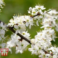 Blackthorn (Hedging) -Garden Plants BLAC T70282 B