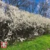 Blackthorn (Hedging) -Garden Plants BLAC T70282 D