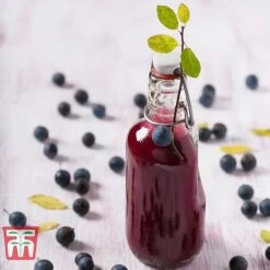 Blackthorn (Hedging) -Garden Plants BLAC T70282 E