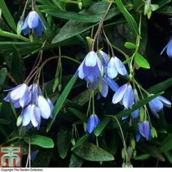 Sollya Heterophylla -Garden Plants BLUE T10023 A4