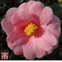 Camellia X Williamsii 'Bowen Bryant'