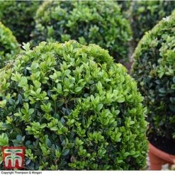 Box Ball 14 Box Ball -Garden Plants BOXU 4707 A1