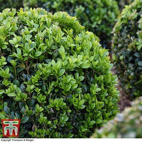 Box Ball 8 Box Ball - Image 6