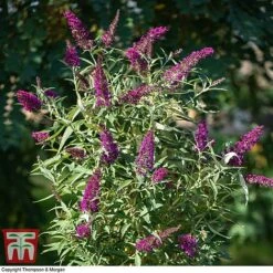 Buddleja 'Butterfly Towers' -Garden Plants BUDD KA8837 B