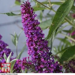 Buddleja 'Butterfly Towers' -Garden Plants BUDD KA8837 D