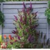 Buddleja 'Butterfly Towers' -Garden Plants BUDD KA8837 E