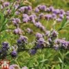 Buddleja Alternifolia -Garden Plants BUDD T66080 A1