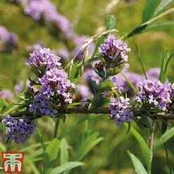 Buddleja Alternifolia 7 Buddleja Alternifolia -Garden Plants BUDD T66080 B1