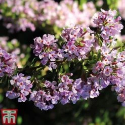 Buddleja Alternifolia 8 Buddleja Alternifolia -Garden Plants BUDD T66080 C1