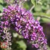 Buddleja 'Lo & Behold - Purple Chip' -Garden Plants BUDD T67872 C