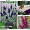 Buddleja 'Buzz® Trio Collection' -Garden Plants BUDD TKA1011 A2