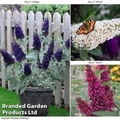 Buddleja 'Buzz® Trio Collection'