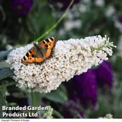 Buddleja 'Buzz® Trio Collection' -Garden Plants BUDD TKA1011 C1