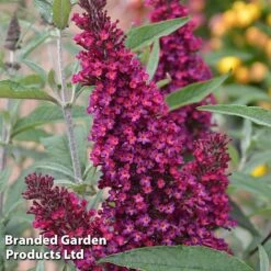 Buddleja 'Buzz® Trio Collection' -Garden Plants BUDD TKA1011 D1