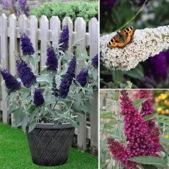 Buddleja 'Buzz® Trio Collection' -Garden Plants BUDD TKA1011 NOW3