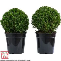Box Ball 12 Box Ball -Garden Plants BUXU 47078 E1