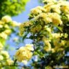 'Rosa Banksiae 'Lutea' | Rambling Rose -Garden Plants Bank 1