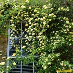'Rosa Banksiae 'Lutea' | Rambling Rose -Garden Plants Bank 3